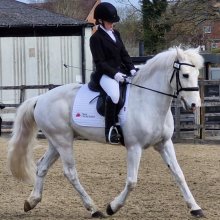NSEA Dressage Qualifers NSEA Dressage Qualifers