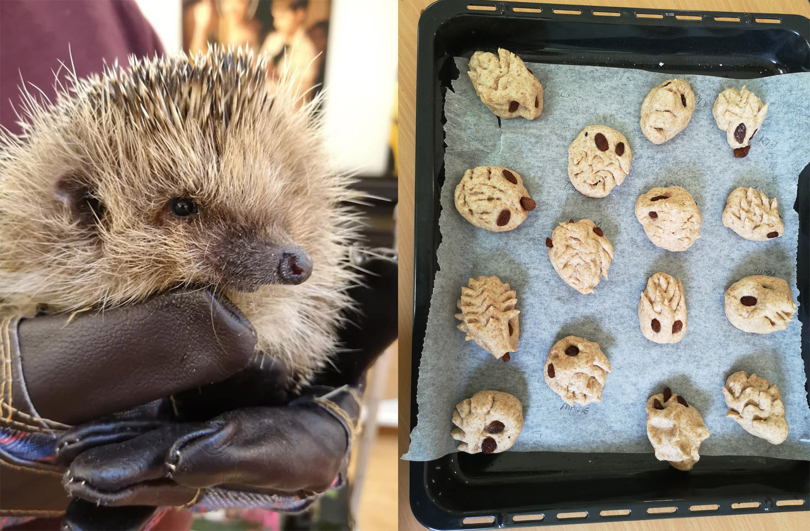 Hedgehogs at Churcher's College