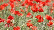 Poppy Installation to Mark Centenary Poppy Installation to Mark Centenary