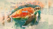Life Cycles Life Cycles