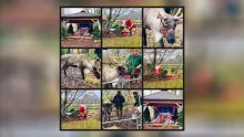 Father Christmas Crash-Lands at Churcher’s College Junior School & Nursery! Father Christmas Crash-Lands at Churcher’s College Junior School & Nursery!