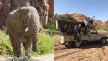Working with Elephants in Namibia
