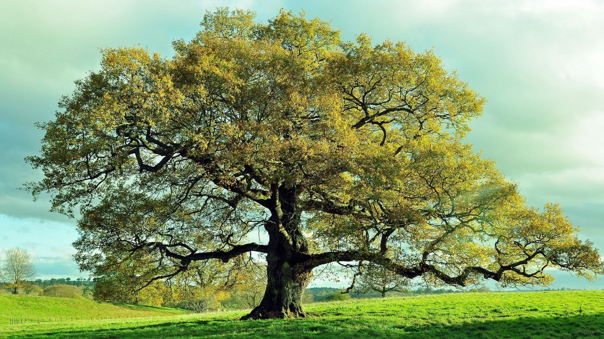 The Tercentenary Wood – Celebrating 300 Years of Churcher’s College