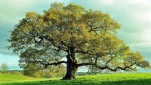 The Tercentenary Wood – Celebrating 300 Years of Churcher’s College